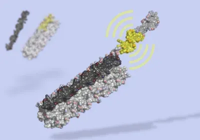 LOCKR de novo protein designed to function as a molecular switch